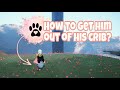 HOW TO GET TO THE SKY PUPPY 🐶🐾  | Beginners Guide 🐛 | Sky children of the light | Noob Mode