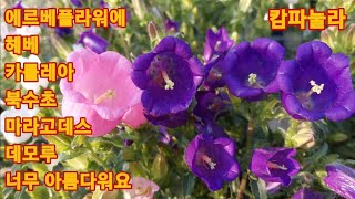 985회. 에르베플라워에 아름답고 예쁜꽃들 오셔서 힐링하세요 너무 아름다워요.