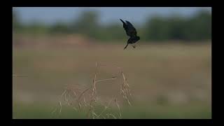 Red-winged Blackbird Nikon Z9 8k