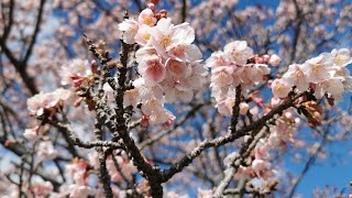 Earliest CHERRY 🌸 BLOSSOM SAKURA IN JAPAN Minamiboso Wadacho Hokoen by Adeyto