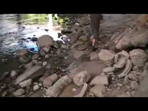 Diamondback Water Snake - YouTube