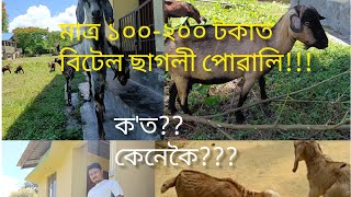 Assam hills ছাগলীৰ পৰা Beetal পোৱালি উলিওৱা পদ্বতি||Artificial Insimination in goat||