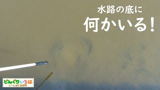 何かいる！【水路の底に隠れている生物】長野県安曇野市