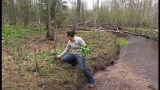 Harvesting Ramps and other spring greens