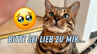 Bengal Kater Bali bekommt das erste mal Besuch, ob er Angst hat!?