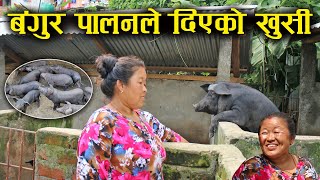 बंगुर पालनले दिएको खुसी - Pig farming in Nepal