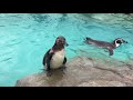 クロキリキャッチ！ フンボルトペンギンの餌やり体験（東武動物公園） 2017年8月20日