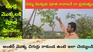 మీ టెర్రస్ గార్డెన్లో పండ్ల మొక్కలు ఇలానే ఉన్నాయా, నిమ్మమొక్కకు పూతరావాలనే నా ప్రయత్నం #pruning