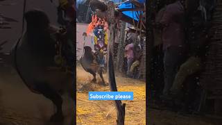 Jallikattu#trending#shorts##chittoor#tirupathi#andra#mass#2025#telugu#bull#tdp#ycp#pspk#jagan#hunter