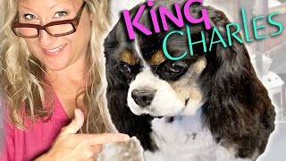 Perfectly GROOM your KING CHARLES CAVALIER SPANIEL at HOME Step By Step LESSON