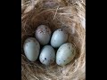 waiting new baby egg hatching canary