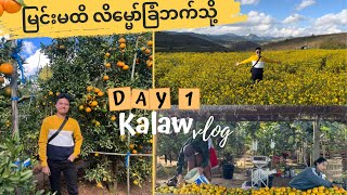 Kalaw in December | မြင်းမထိ လိမ္မော်ခြံ နဲ့ ဒီဇင်ဘာလမှာမြင်ရမယ့် ပန်းခင်းတွေကို သွားကြည့်မယ်