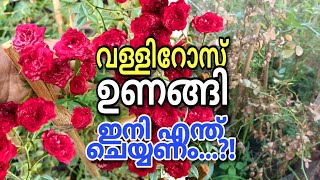 വെയിലത്ത് ഉണങ്ങിയ റോസ യെ സംരക്ഷിക്കാം | How to Save the Rose Dried in Sunlight | Wayanadan Touch