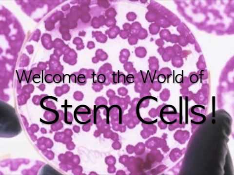 Stem Cells Youtube