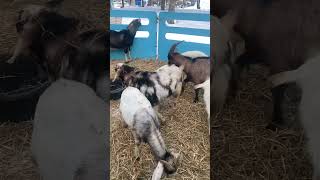 Goats  Cabras en bajas temperaturas #2025 #invierno #canadalife #snow #nature #winter #nieve #cabras