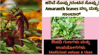 ದಂಟಿನ ಸೊಪ್ಪಿನ ಪಲ್ಯ# ಸಾಂಬಾರ್#Amaranth#Medicinal values and Uses#strengthen bone#prevents hair 🍁🍂