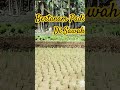 Bertanam padi di sawah secara tradisional. #padi #tanampadi #bertanam #petani #tani