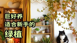 室内绿植推荐 | 我家9种超便宜又巨好养的绿植 | 春日拥有绿意盎然的家啊🌿