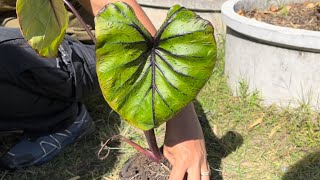 การตัดปลายไหลและการชำข้อ       หน้ากากฟาโรห์(Colocasia Pharaoh's Mask)  By Naphop garden