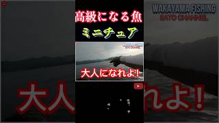 [2馬力ボート釣り]高級魚になる魚！つくつくベイトのサビキで実釣！この魚は持って帰りますか？＃short＃ミニボート＃2馬力＃アルミボート＃太平洋＃魚影＃つつくベイト＃アカハタ