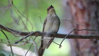 オオルリ雌の警戒鳴き