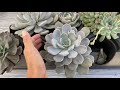 Shopping for succulents at Home Depot/ Pinders nursery haul