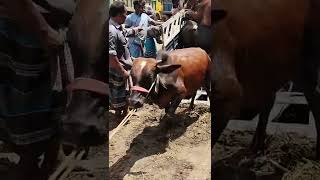 Iconic Heavyweight Cow Jump from Truck #paragramgorurhaat2022 #shorts #shortvideo #garu #cowprice22