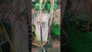 sugarcane/கரும்பு