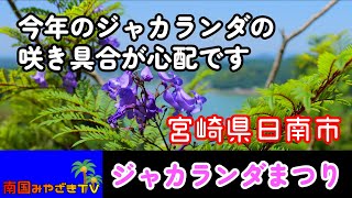 【心配】今年のジャカランダの咲き具合が心配になるほどヤバかった　宮崎県日南市　宮崎観光　散歩