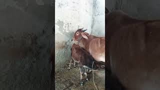 Cow lovers, gir cow #bollywood,