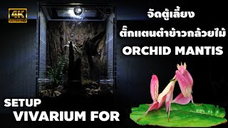 จัดตู้เลี้ยงตั๊กแตนตำข้าวเลียนแบบธรรมชาติ Setup Vivarium For Orchid Mantis 4K