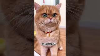 猫咪：你到底有事儿没事儿？！ #话痨猫 #心思全写在脸上的猫