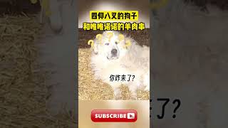 牧羊犬四仰八叉的睡在羊圈，给羊吓得一动都不敢动，网友：舒坦的狗和唯唯诺诺的羊肉串#动物 #萌宠 #cuteanimals #cute #治愈