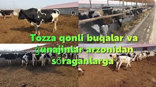 Buqalar arzon narhlarda sotiladi +99890.151.03.22