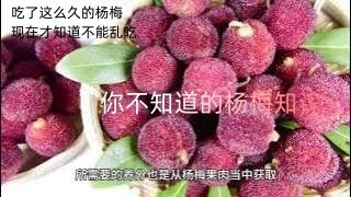 你不知道的常识 之 杨梅虫能吃吗：杨梅虫是果蝇幼虫(对人体有益的优质蛋白)