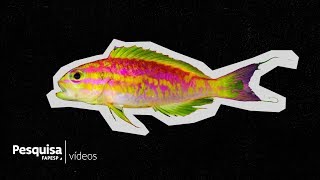 New species of colorful fish stuns researchers