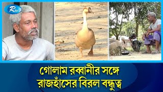 মানুষের প্রেমে রাজহাঁস | Swan in love with Man | Rtv News