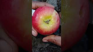 my Garden 🌱 fruits🍒 சுவையான பழம்🍒#shortvideo #fruit