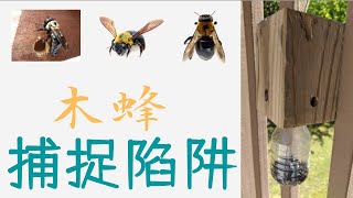 （Homemade Carpenter Bee Trap）木蜂（木匠蜂）的克星--简易有效的捕捉陷阱