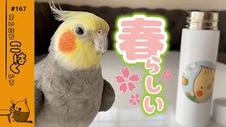 ぽかぽか陽気にうきうき歌う オカメインコこはく【何気ない日常】