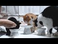 ＜2匹の猫通信＞「ほっこりライブ」ハッチを狙うめめ〜キャットタワーに移動し大暴れ！マックは赤ちゃん化！2021 01 04 cat live stream in japan cat life tv