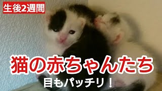 赤ちゃん猫たちの目が開きました〜！【生後2週間 子猫の成長記録】