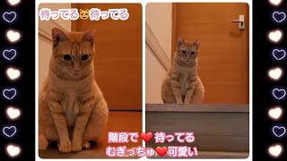 むぎっちゅ☆階段で待ってる😻可愛い茶トラ猫☆