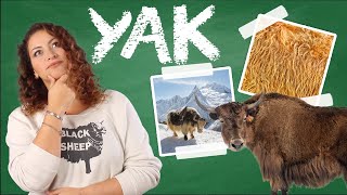 Is Yak Yarn Warmer than Wool? - Yarn University #12