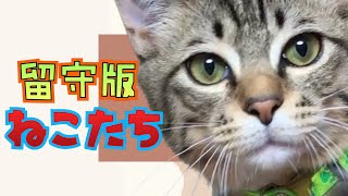 パパを待つ猫たちの留守番中の生態が面白可愛い