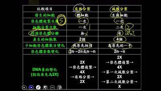 10902高一必修生物ch1 3 13表格有絲分裂與減數分裂比較一樂