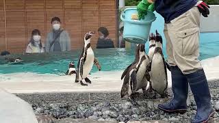 小諸市動物園 崖上のペンギン村 ペンギンのもぐもぐタイム 水中の給餌