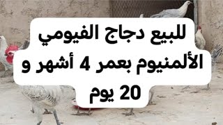 للبيع دجاج الفيومي الألمنيوم بعمر 4 أشهر و 20 يوم عاد رشموا الثمن 160 درهم للواحدة، 0665293011