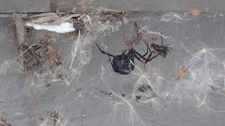 セアカゴケグモ Latrodectus hasseltii