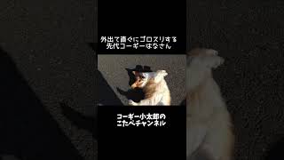 【コーギー】女子と思えぬゴロスリする先代犬 #shorts